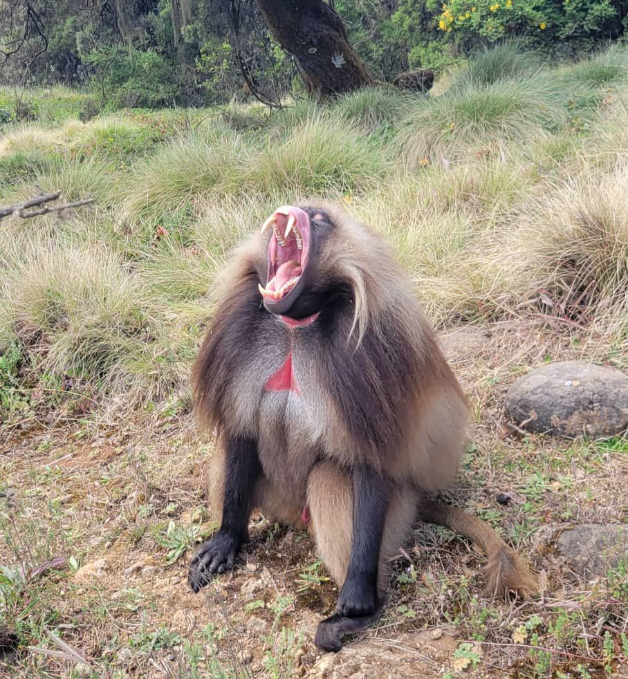 Gelada Baboon